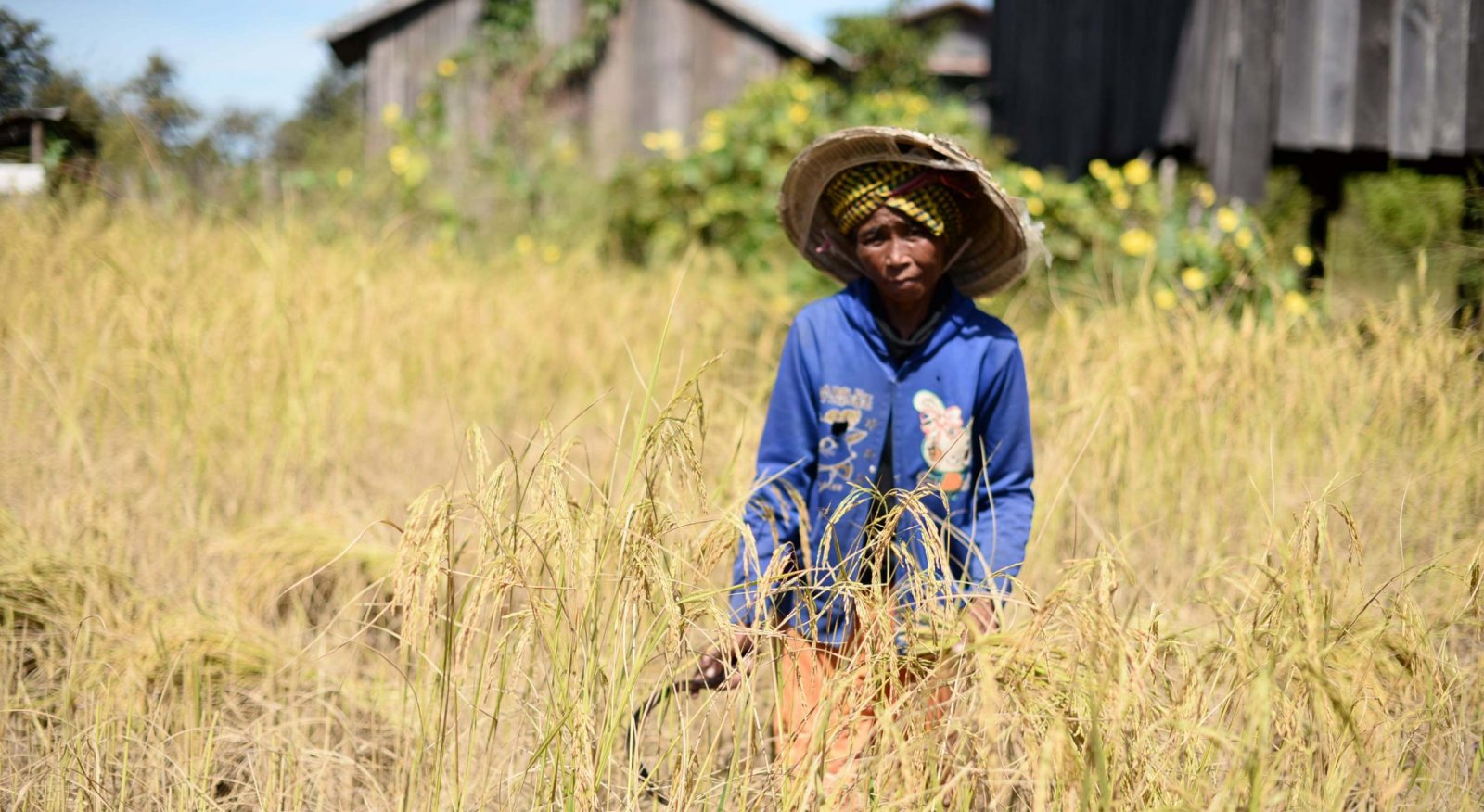 attraction-Kampong Speu Population Farmer Cut Rice.jpg